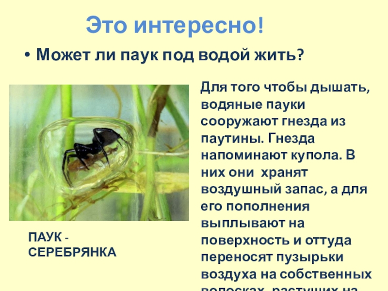 Презентация по экологии по интегрированному уроку Информатика-Окружающий мир (4 класс) Это интересно!Может ли паук под водой жить?Для того чтобы дышать, водяные Это интересно!Может ли паук под водой жить?Для того чтобы дышать, водяные пауки сооружают гнезда из паутины. Гнезда