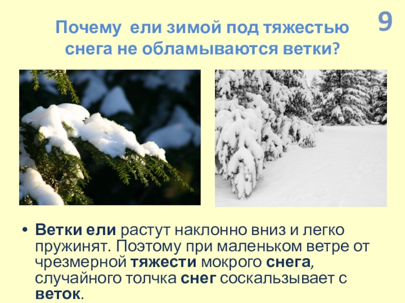 Презентация по экологии по интегрированному уроку Информатика-Окружающий мир (4 класс) Почему ели зимой под тяжестью снега не обламываются ветки?Ветки ели растут наклонно Почему ели зимой под тяжестью снега не обламываются ветки?Ветки ели растут наклонно вниз и легко пружинят. Поэтому