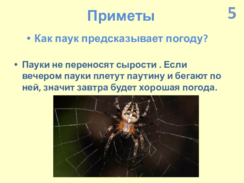 Презентация по экологии по интегрированному уроку Информатика-Окружающий мир (4 класс) ПриметыКак паук предсказывает погоду?Пауки не переносят сырости . Если вечером пауки ПриметыКак паук предсказывает погоду?Пауки не переносят сырости . Если вечером пауки плетут паутину и бегают по ней,