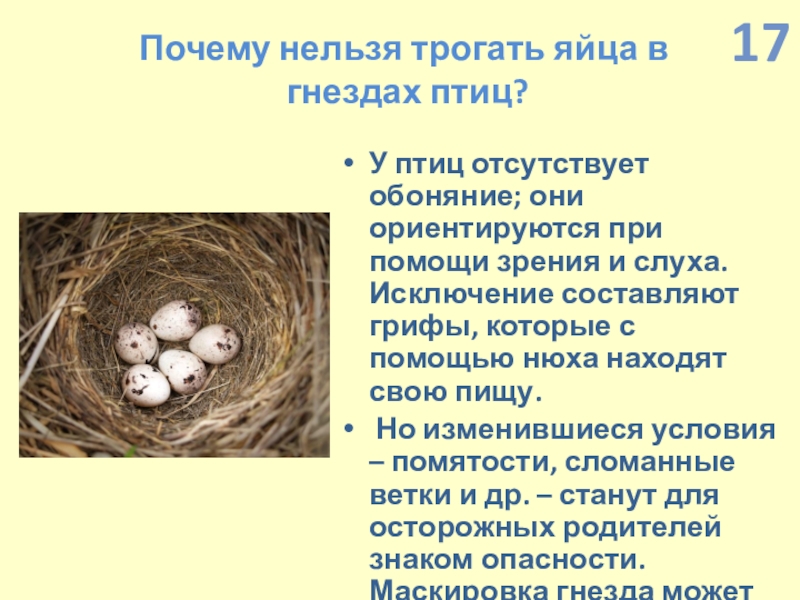 Презентация по экологии по интегрированному уроку Информатика-Окружающий мир (4 класс) Почему нельзя трогать яйца в гнездах птиц?У птиц отсутствует обоняние; они Почему нельзя трогать яйца в гнездах птиц?У птиц отсутствует обоняние; они ориентируются при помощи зрения и