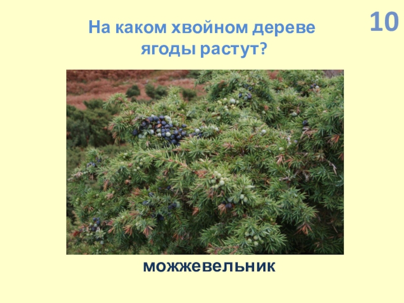 Презентация по экологии по интегрированному уроку Информатика-Окружающий мир (4 класс) На каком хвойном дереве ягоды растут?можжевельник10 На каком хвойном дереве ягоды растут?можжевельник10