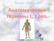 Презентация Анатомические термины 1 и 2 склонения