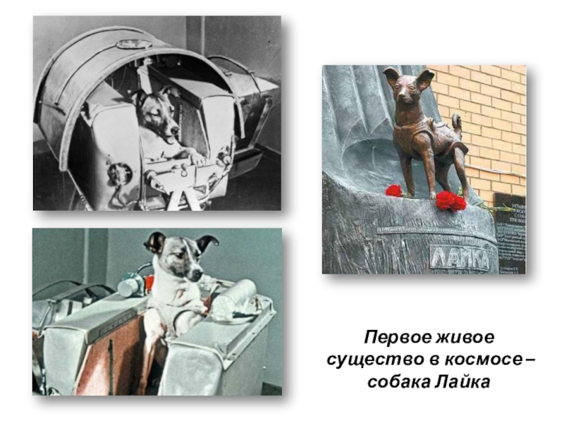Презентация ко ДНЮ КОСМОНАВТИКИ Первое живое существо в космосе – собака Лайка Первое живое существо в космосе – собака Лайка