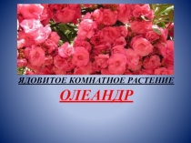 Презентация Ядовитое растение ОЛЕАНДР