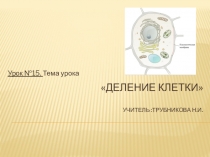 Презентация по биологии 5 класс