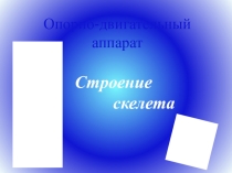Презентация Опорно-двигательный аппарат