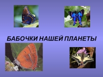 Презентация по окружающему миру на тему Бабочки нашей планеты