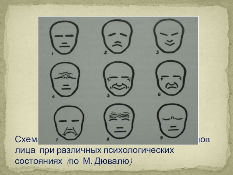 Презентация по изобразительному искусству на тему Образ человека- главная тема искусства (6 класс) Схематическая таблица сокращения мускулов лица при различных психологических состояниях (по М. Дювалю) Схематическая таблица сокращения мускулов лица при различных психологических состояниях (по М. Дювалю)