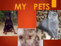 Презентация по иностранному языку (английский) на тему My lovely pets (4 класс)