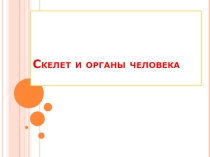 Презентация по физкультуре Скелет и органы человека