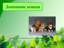Домашние кошки