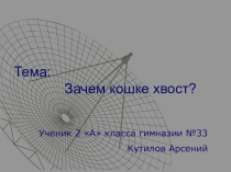 Презентация по окружающему миру Зачем кошке хвост