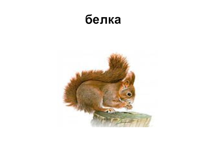 Презентация к классному часу белка белка
