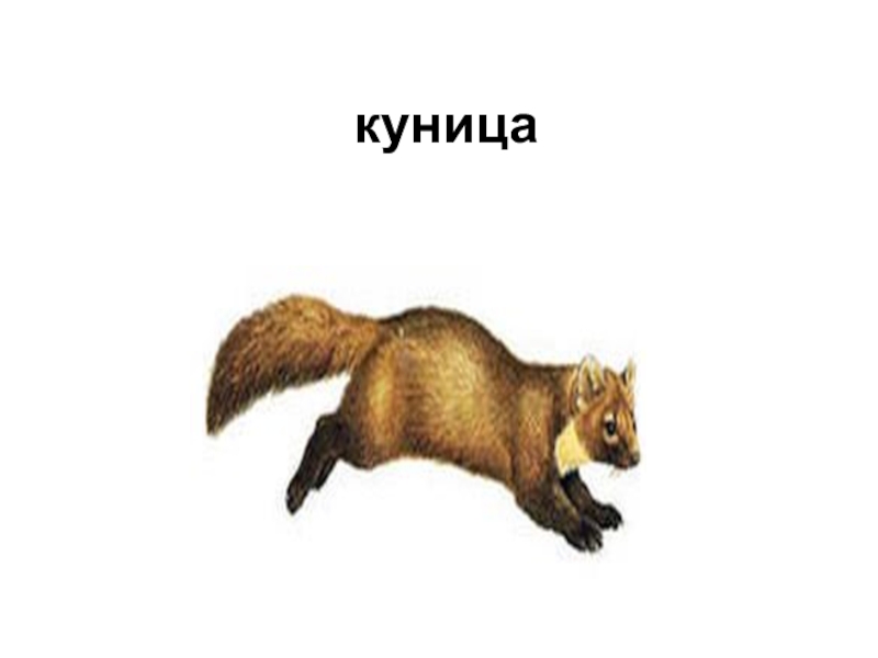 Презентация к классному часу куница куница