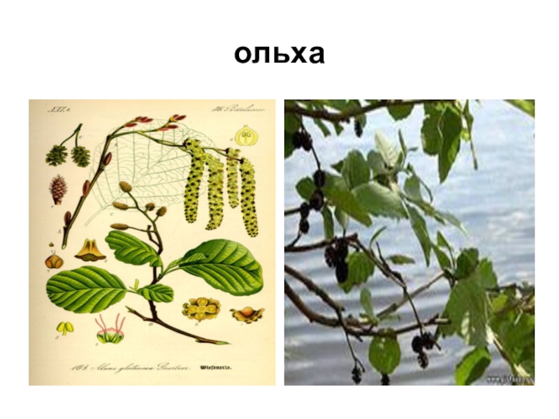 Презентация к классному часу ольха ольха