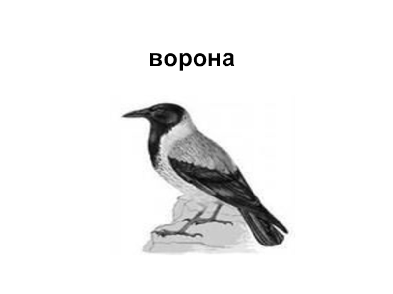 Презентация к классному часу ворона ворона