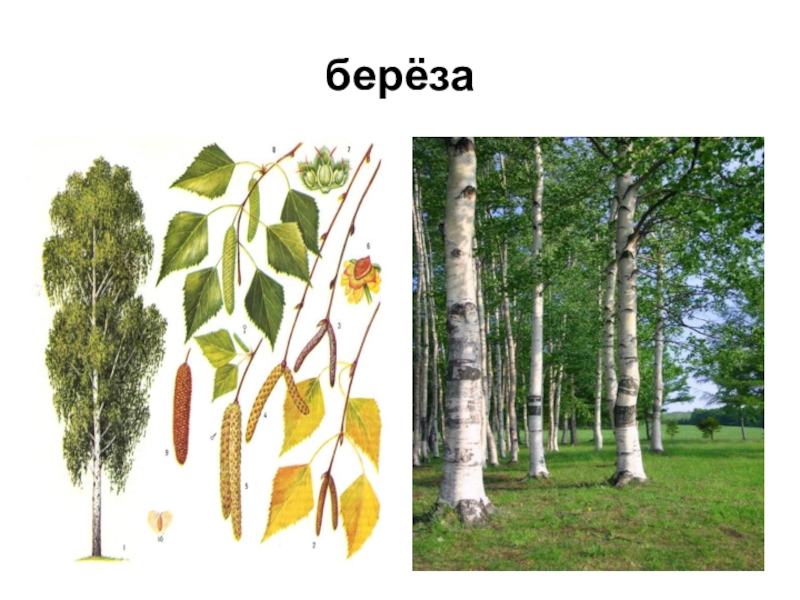 Презентация к классному часу берёза берёза