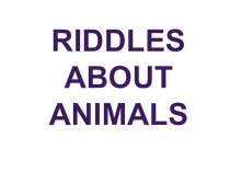 Wild and Domestic animals