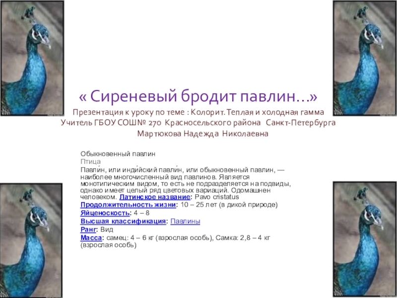 Презентация на тему « Сиреневый бродит павлин…» Презентация к уроку по « Сиреневый бродит павлин…» Презентация к уроку по теме : Колорит. Теплая и холодная гамма Учитель ГБОУ