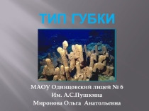 Тип губки
