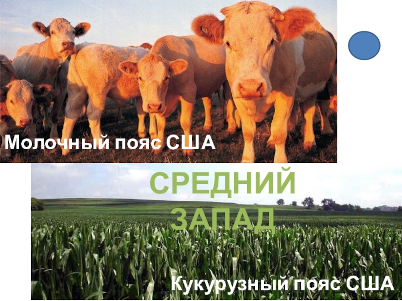 Презентация - викторина по географии по теме Макрорегионы США (10 - 11 класс) СРЕДНИЙ ЗАПАД Молочный пояс СШАКукурузный пояс США СРЕДНИЙ ЗАПАД Молочный пояс СШАКукурузный пояс США