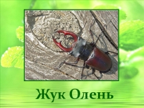 Презентация по ознакомлению с окружающим Жук-олень