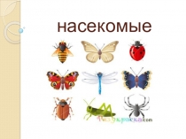 Презентация для детей среднего и старшего дошкольного возраста Насекомые