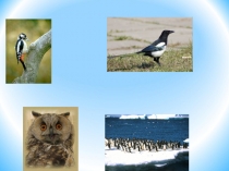 Презентация по биологии на тему Внешнее строение птиц (7 класс)