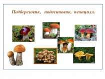 Презентация по биологии по теме: Лишайники