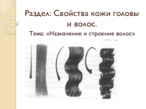 Строение волос