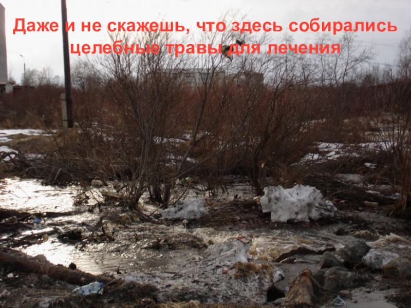 Презентация к экологической игре Экологический серпантин (районное мероприятие, МБОУ СОШ № 1) Даже и не скажешь, что здесь собирались целебные травы для лечения Даже и не скажешь, что здесь собирались целебные травы для лечения