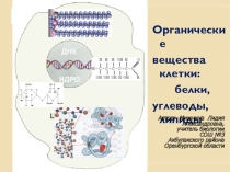 Презентация по биологии Органические вещества клетки