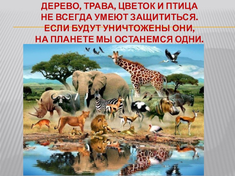 Презентация ко Дню защиты животных ДЕРЕВО, ТРАВА, ЦВЕТОК И ПТИЦА НЕ ВСЕГДА УМЕЮТ ЗАЩИТИТЬСЯ. ЕСЛИ БУДУТ ДЕРЕВО, ТРАВА, ЦВЕТОК И ПТИЦА НЕ ВСЕГДА УМЕЮТ ЗАЩИТИТЬСЯ. ЕСЛИ БУДУТ УНИЧТОЖЕНЫ ОНИ, НА ПЛАНЕТЕ МЫ
