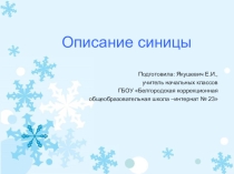 Презентация по развитию речи на тему: Описание синицы(4 класс)