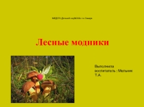Грибы , грибы , грибочки