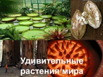 Удивительные растения мира. Материалы к уроку по теме: Охрана растительности