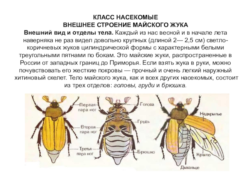 Презентация по биологии на тему Насекомые 7 класс