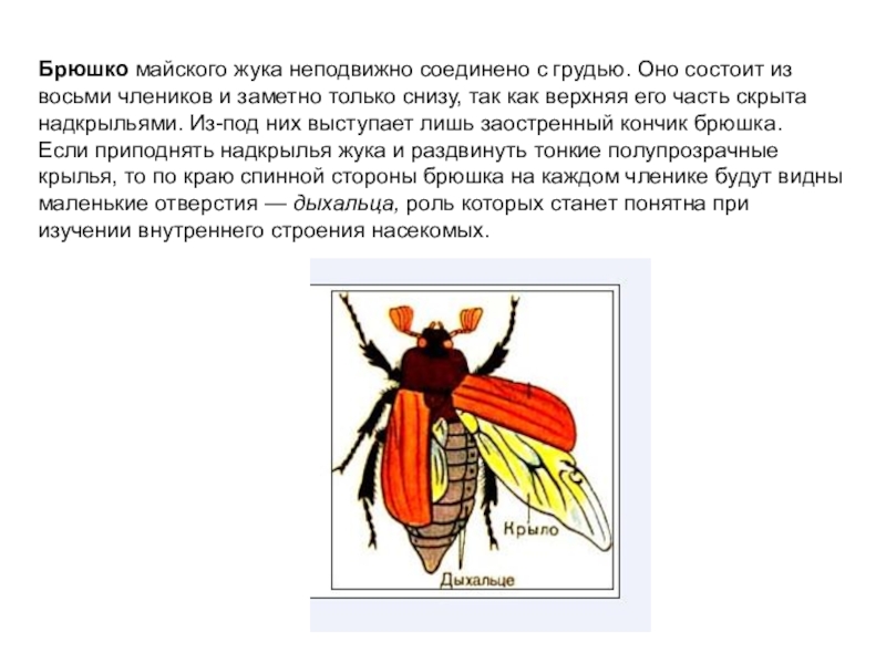 Презентация по биологии на тему Насекомые 7 класс