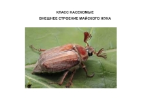 Презентация по биологии на тему Насекомые 7 класс