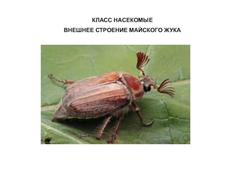 Презентация на тему