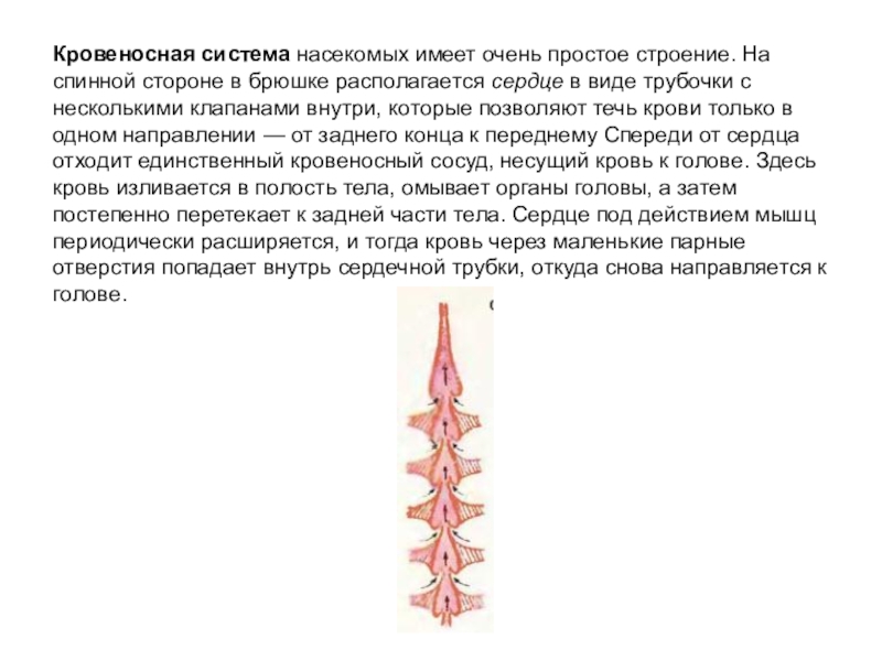 Презентация по биологии на тему Насекомые 7 класс