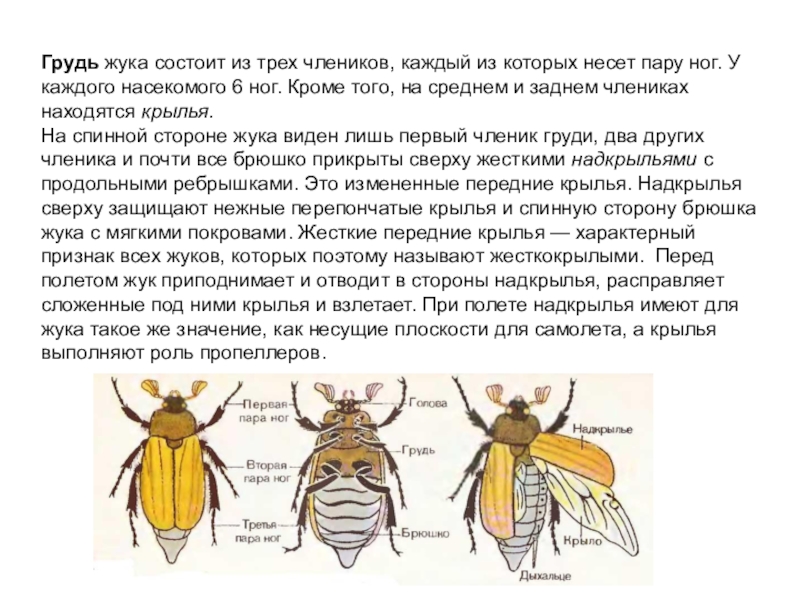 Презентация по биологии на тему Насекомые 7 класс
