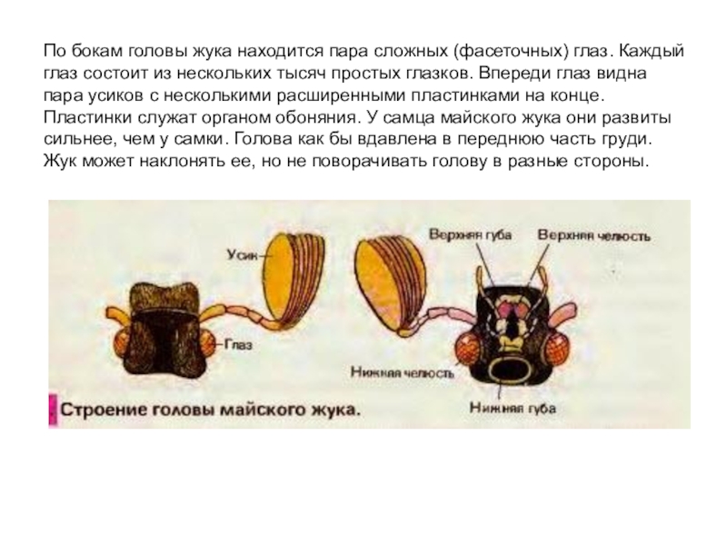 Презентация по биологии на тему Насекомые 7 класс