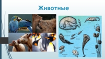 Немного познакомимся с животными