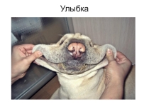 Автоматизация звука Л в начале слова