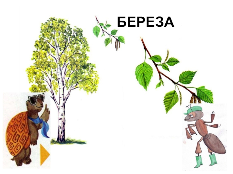 Презентация по окружающему миру на тему КТО ТАКИЕ РЫБЫ? БЕРЕЗА БЕРЕЗА