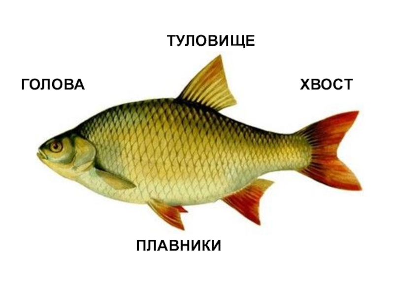 Презентация по окружающему миру на тему КТО ТАКИЕ РЫБЫ? ГОЛОВАПЛАВНИКИТУЛОВИЩЕХВОСТ ГОЛОВАПЛАВНИКИТУЛОВИЩЕХВОСТ