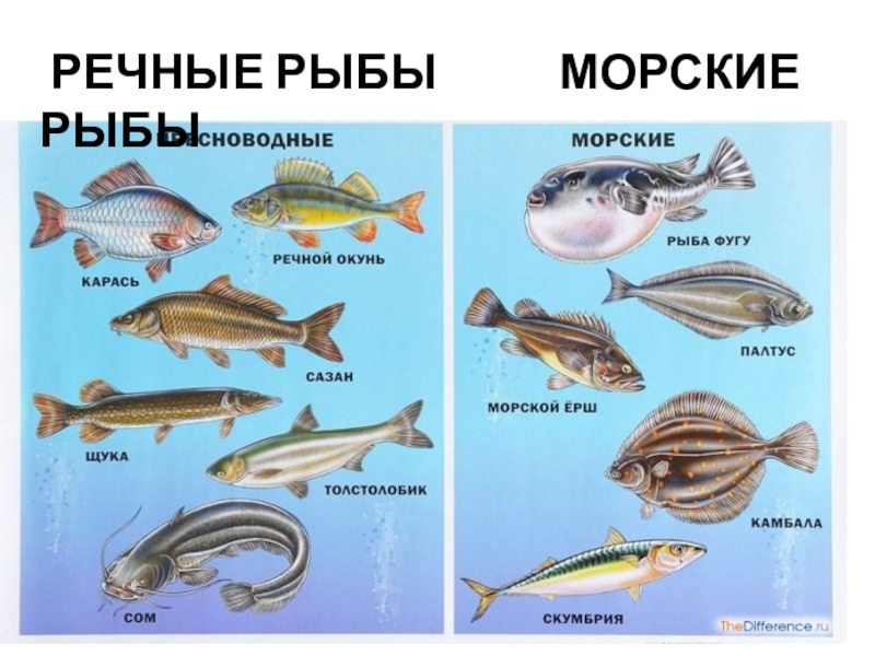 Презентация по окружающему миру на тему КТО ТАКИЕ РЫБЫ? РЕЧНЫЕ РЫБЫ МОРСКИЕ РЫБЫ РЕЧНЫЕ РЫБЫ МОРСКИЕ РЫБЫ