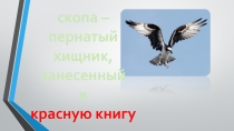 Презентация Пернатые хищники Красной книги