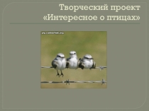 Презентация для внеклассной работы  интересное о птицах